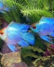 Ramirezi Eletric Blue Koi Balão 2-4cm