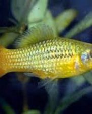 Plati Variatus 2-4cm