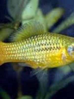 Plati Variatus 2-4cm