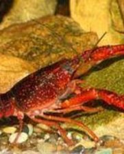 Lagosta Red 3-6cm Lagosta Red 3-6cm