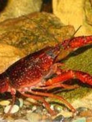 Lagosta Red 3-6cm
