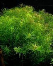 Rotala Nanjenshan