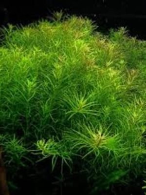 Rotala Nanjenshan