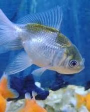 Kinguio Blue Scale 6-9cm