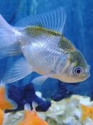 Kinguio Blue Scale 6-9cm