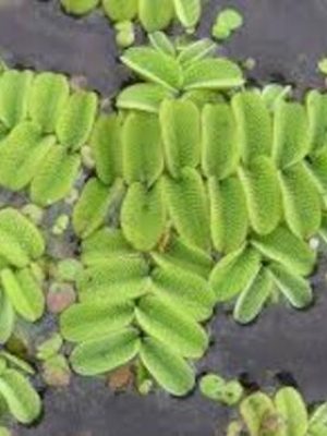 Salvinia