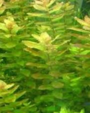 Rotala Macrandra Green