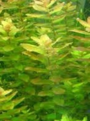 Rotala Macrandra Green