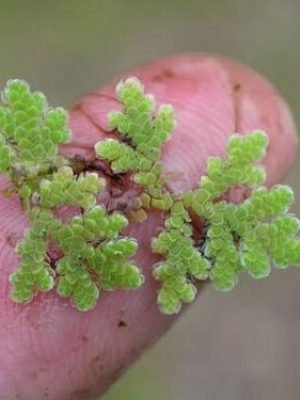 Azolla
