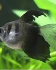 Tetra Negro Veú 3-4cm Tetra Negro Veú 3-4cm