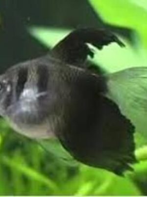 Tetra Negro Veú 3-4cm