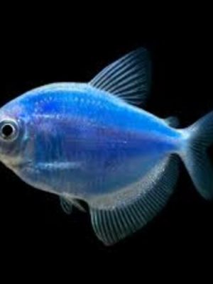 Tetra Monja Azul 2-3cm