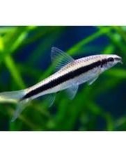 Comedor de Algas Siamês 3-6cm