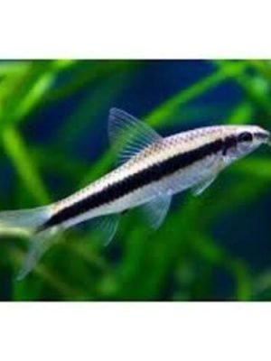 Comedor de Algas Siamês 3-6cm