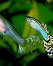 Lebiste Casal 2-4cm