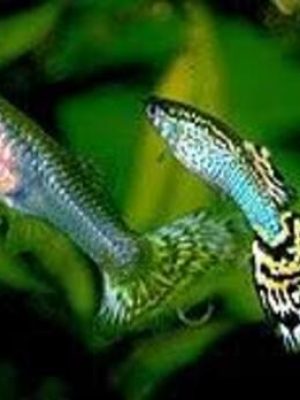 Lebiste Casal 2-4cm