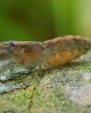 Camarao Neocaridina Camarao Neocaridina