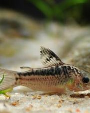 Corydora Elegans 2-3cm Corydora Elegans 2-3cm