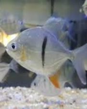 Pacu Cadete 8-12cm Pacu Cadete 8-12cm