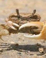 Caranguejo Violinista Caranguejo Violinista