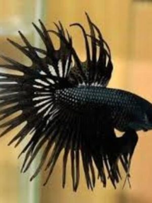 Betta Macho Crowntail Black 3-5cm