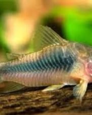 Corydora Aeneus 2-4cm