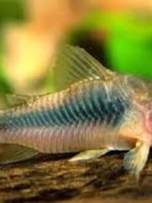 Corydora Aeneus 2-4cm