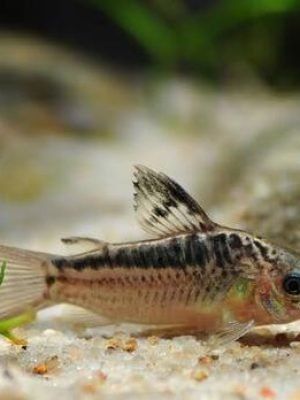 Corydora Elegans 2-3cm