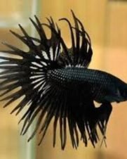 Betta Macho Crowntail Black 3-5cm Betta Macho Crowntail Black 3-5cm