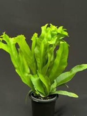 microsorum punctatum