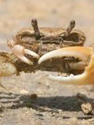 Caranguejo Violinista