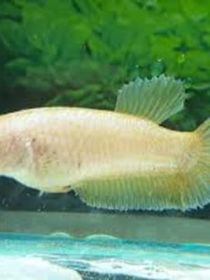 Betta Fêmea Yellow Dragon 2-4cm