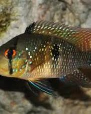 Geophagus brasiliensis