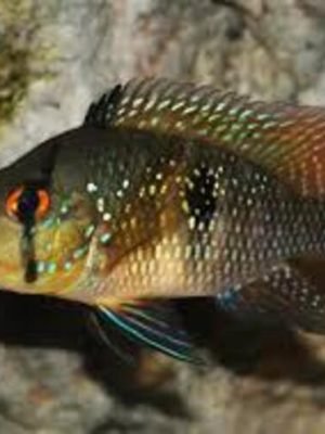 Geophagus brasiliensis