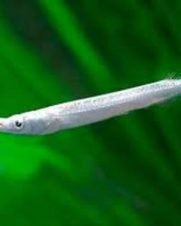 Agulhinha Prata 2-4cm