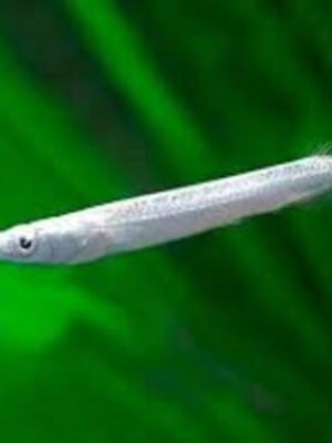 Agulhinha Prata 2-4cm