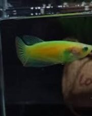 Betta Fêmea Placate Verde Fluorescente 3-5cm Betta Fêmea Placate Verde Fluorescente 3-5cm