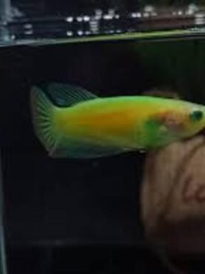 Betta Fêmea Placate Verde Fluorescente 3-5cm