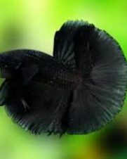 Betta Macho Full Black 3-5cm Betta Macho Full Black 3-5cm