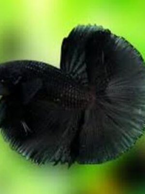 Betta Macho Black 3-5cm