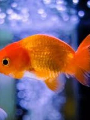 Kinguio Ranchu Red 6-9cm