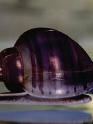 Ampularia Roxa 1-3cm