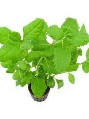 Hygrophila Difformis