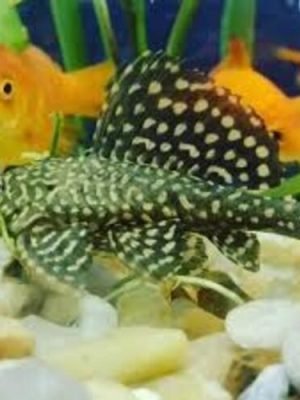 Cascudo Bodo Pedra 3-6cm