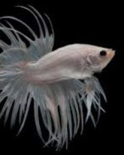 Betta Macho Crowntail White 3-5cm