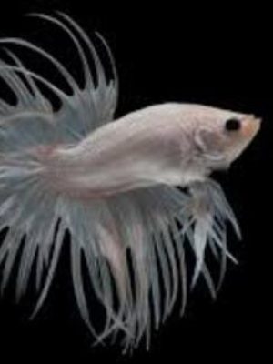 Betta Macho Crowntail White 3-5cm