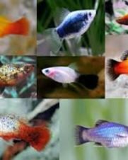 Plati Mix Cor 2-4cm