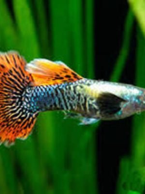 Lebiste Dragon Casal 2-4cm