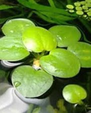 Limnobium Laevigatum