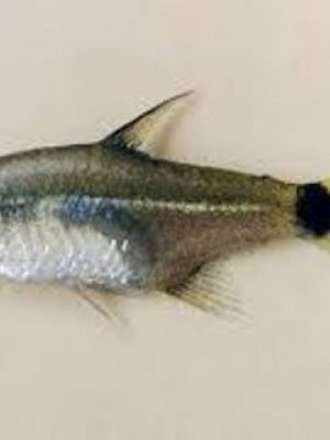 Tetra Notonelas 2-4cm